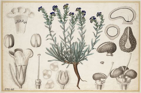Alkannawortel